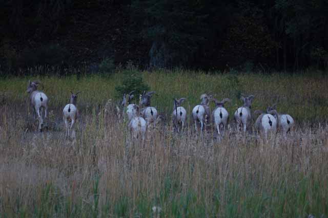 big horn sheep on rock creek road